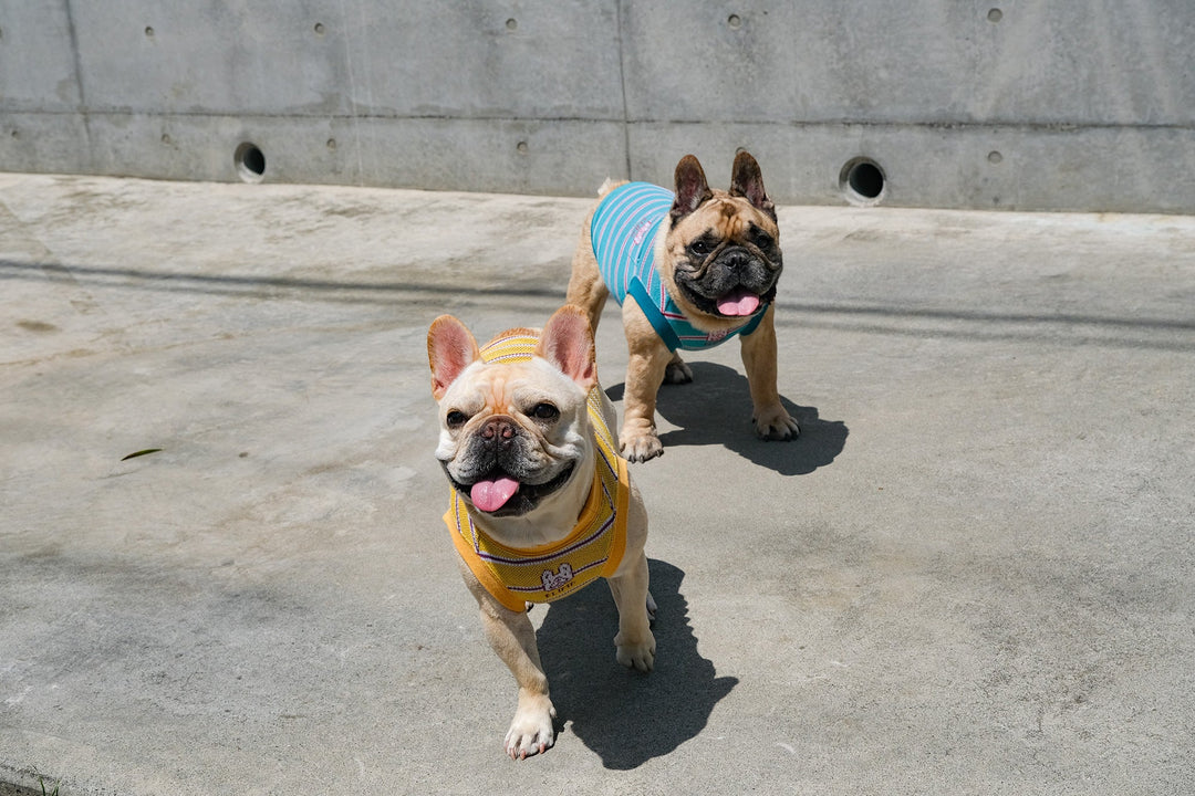 News – フレンチブルドッグ服 BLIMP ブリンプ