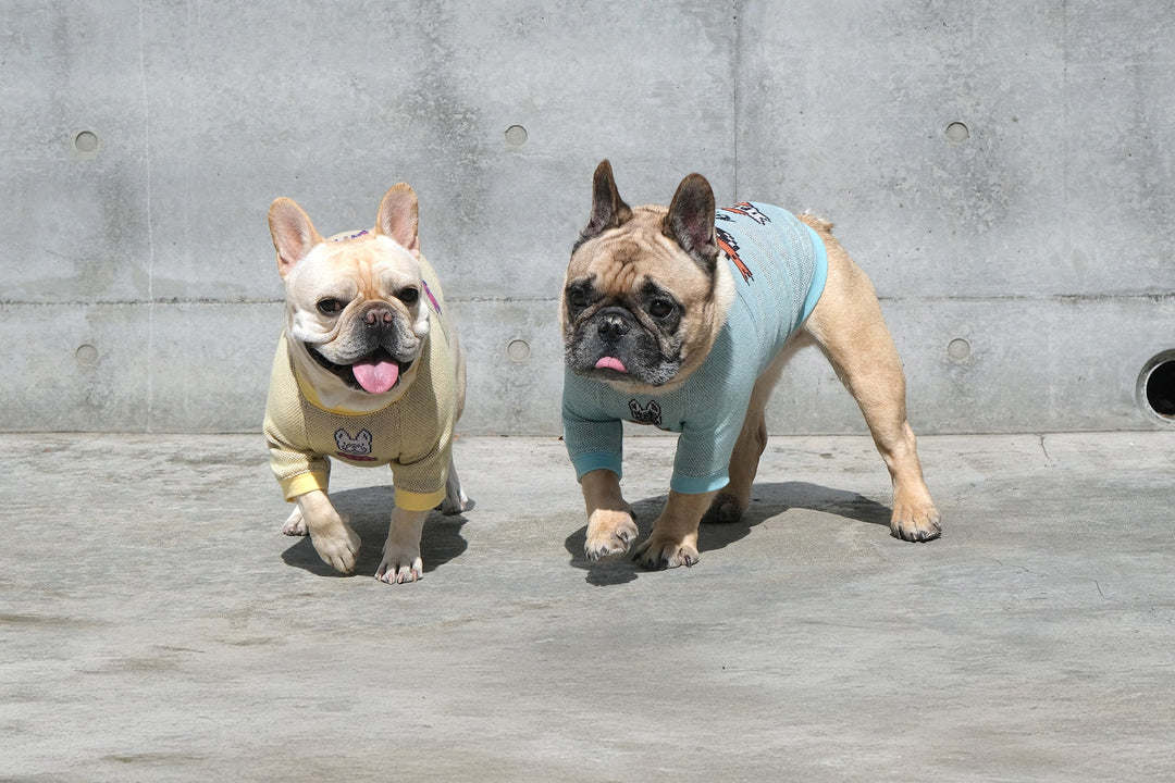 News – フレンチブルドッグ服 BLIMP ブリンプ