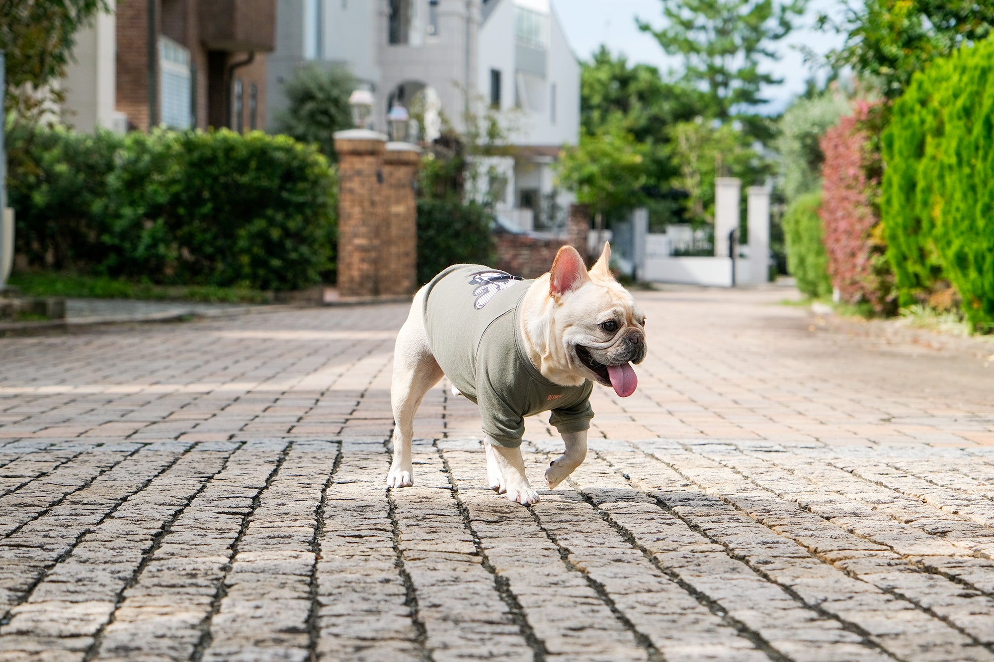 フレンチブルドッグ服 * BLIMP ブリンプ