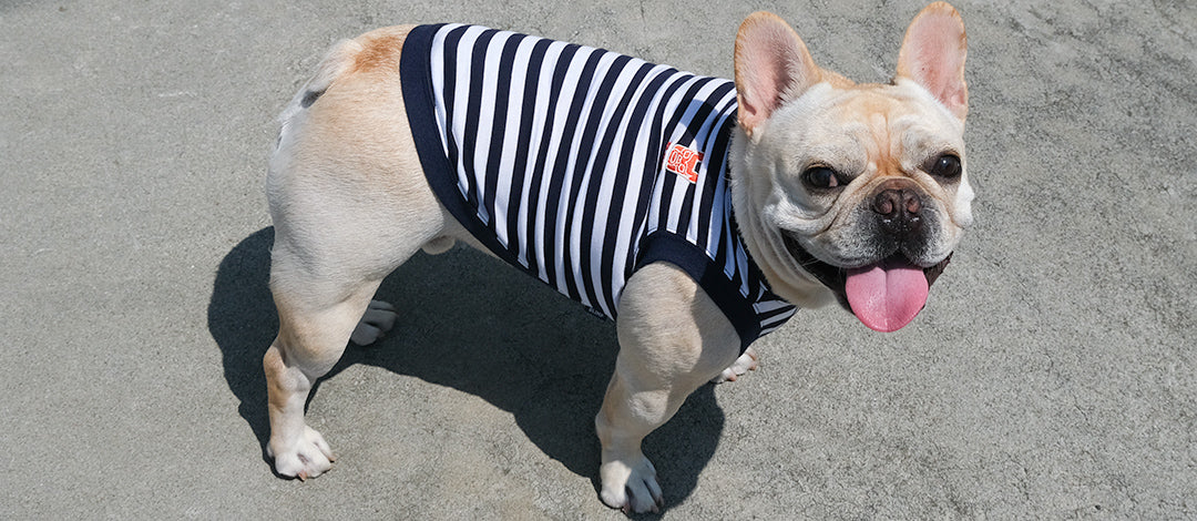 フレンチブルドッグ服 * BLIMP ブリンプ