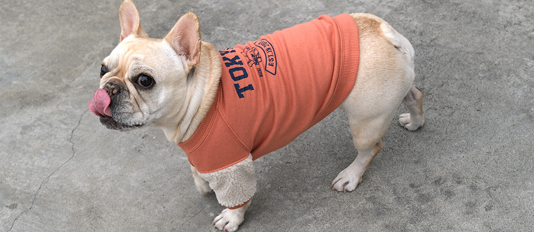 マジュ○犬服○ハンドメイド 胴51 NO.637 フレブル マジュ様専用○犬服