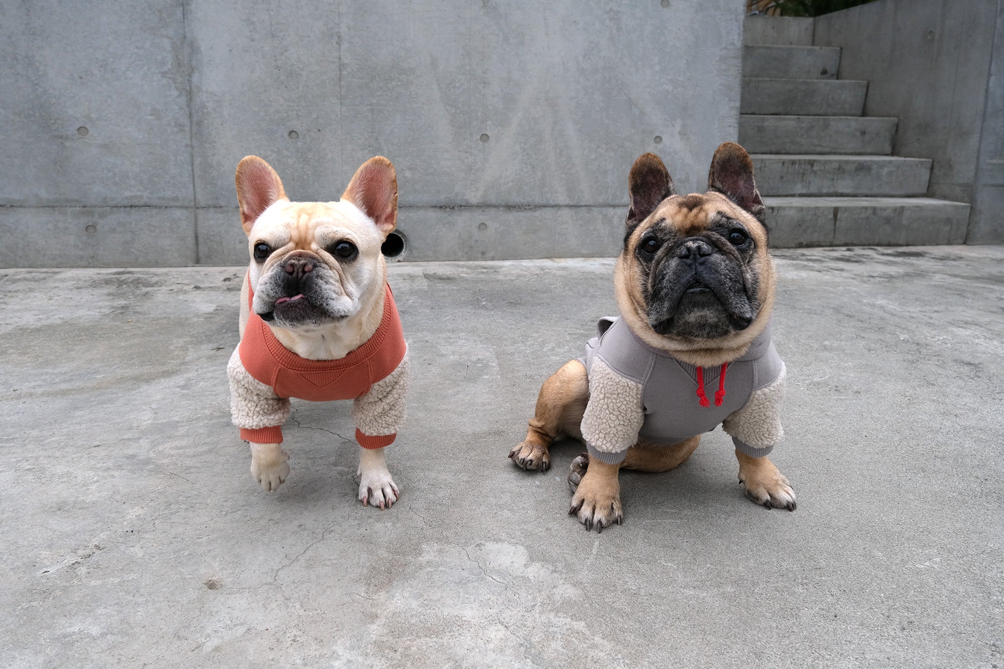 フレンチブルドッグ服 * BLIMP ブリンプ