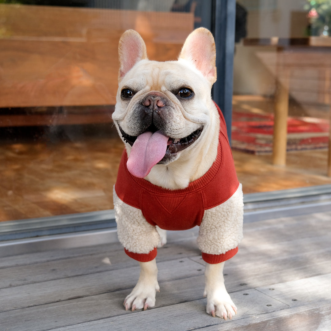 NYC College Sweat – フレンチブルドッグ服 BLIMP ブリンプ