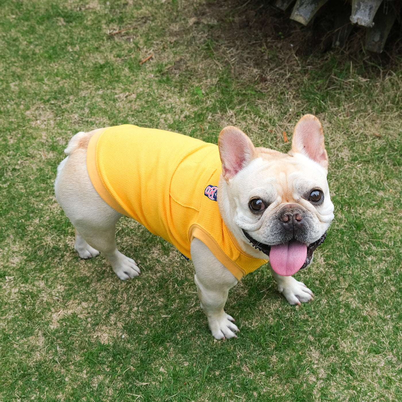 BUHI Wrestler Polo Tank – フレンチブルドッグ服 BLIMP ブリンプ