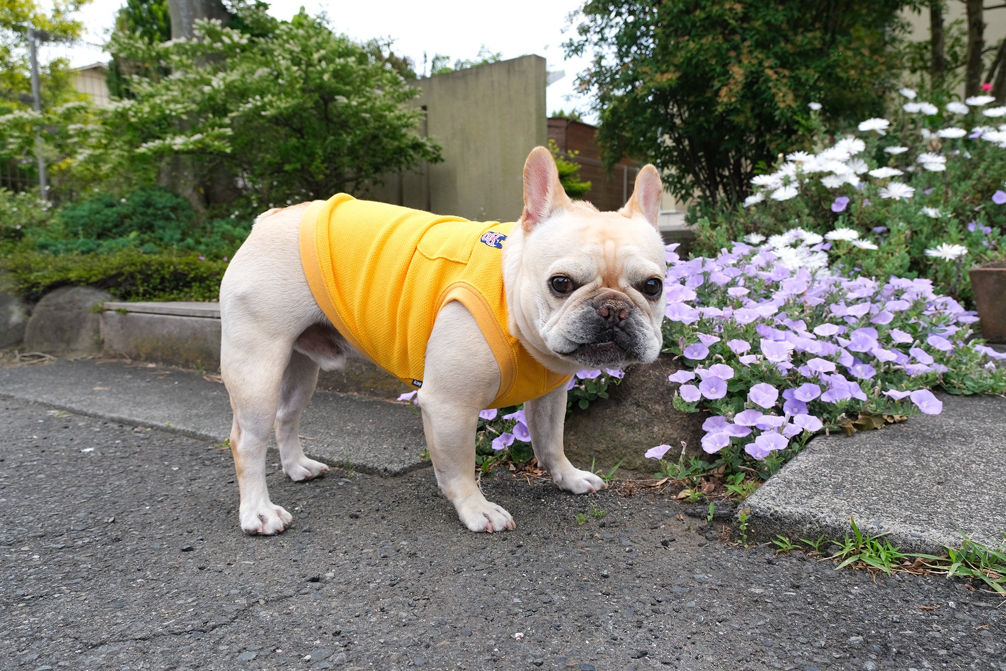 blimp 犬服 フレンチブルドッグ フレンチブルドッグ服 * BLIMP ブリンプ