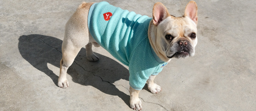 フレンチブルドッグ服 * BLIMP ブリンプ