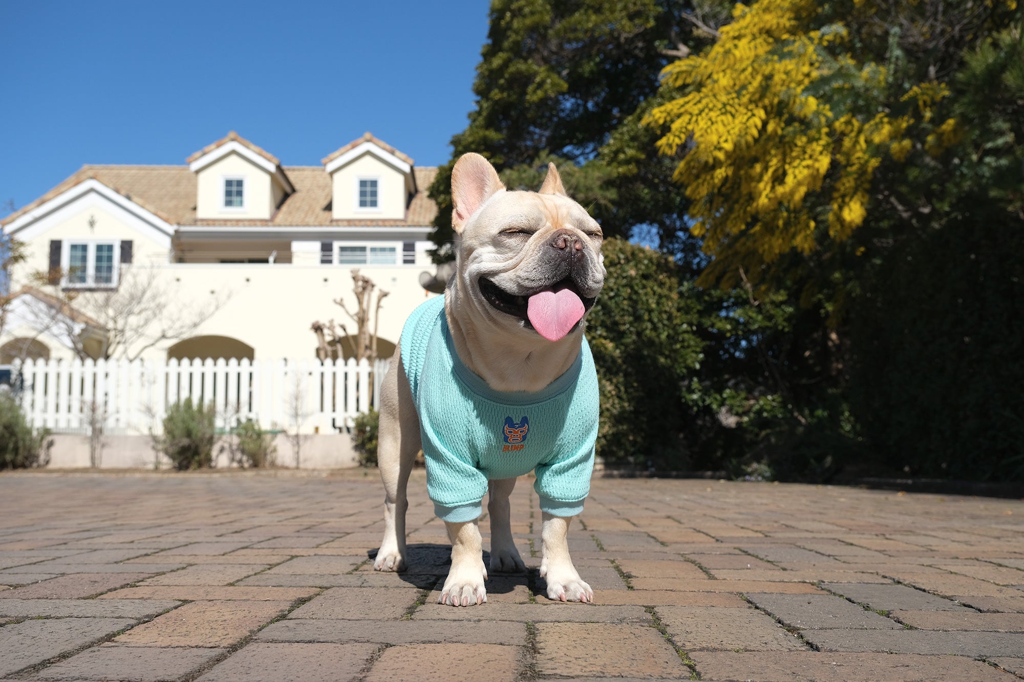 フレンチブルドッグ服 * BLIMP ブリンプ