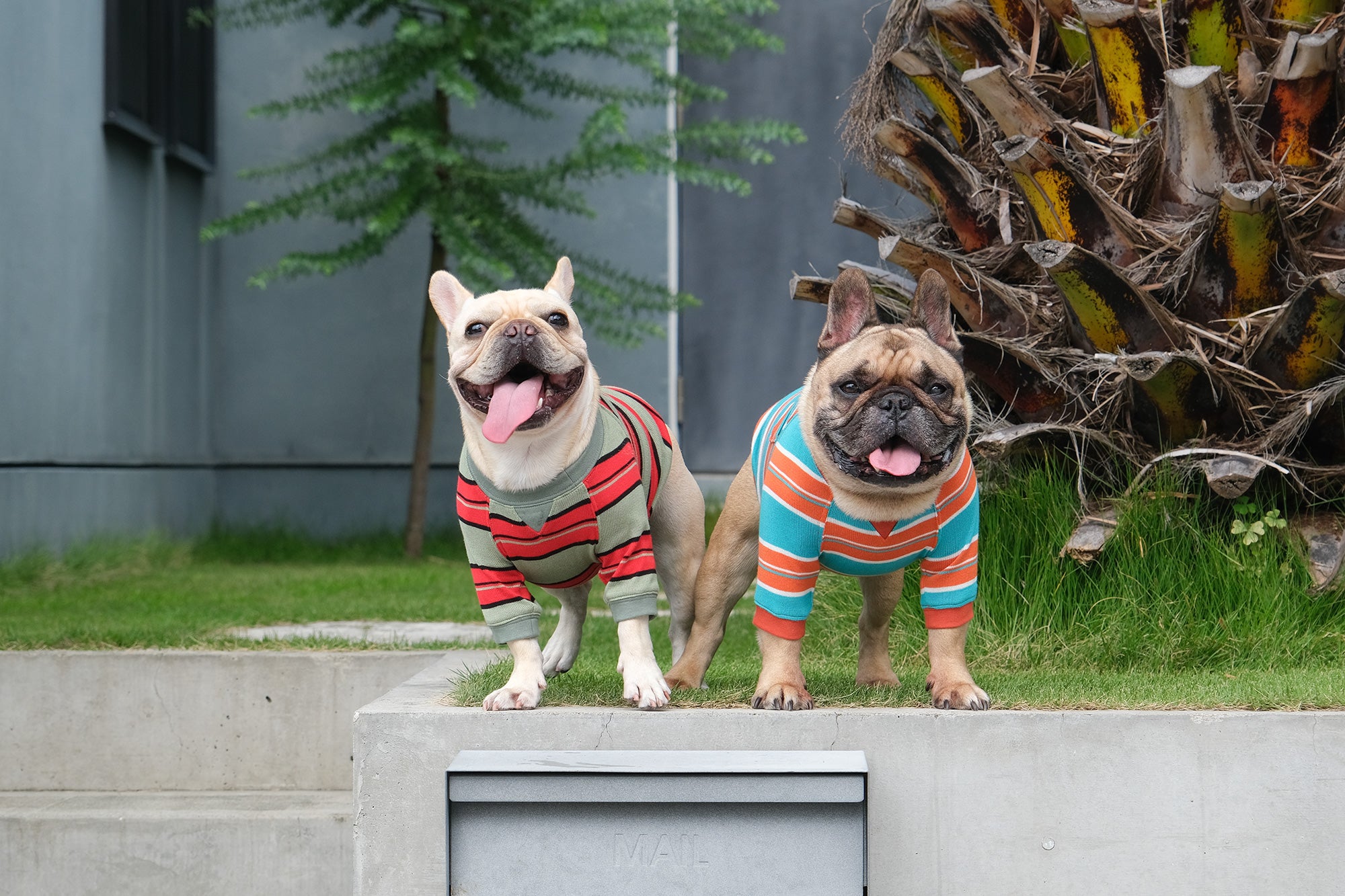 BLIMP French Bulldog Clothes Apparel