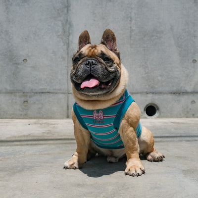 POCKET BORDER Tank