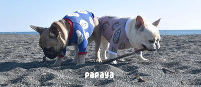 papaya CS-Archived-フレンチブルドッグ服