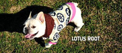 Lotus Root-Archived-フレンチブルドッグ服