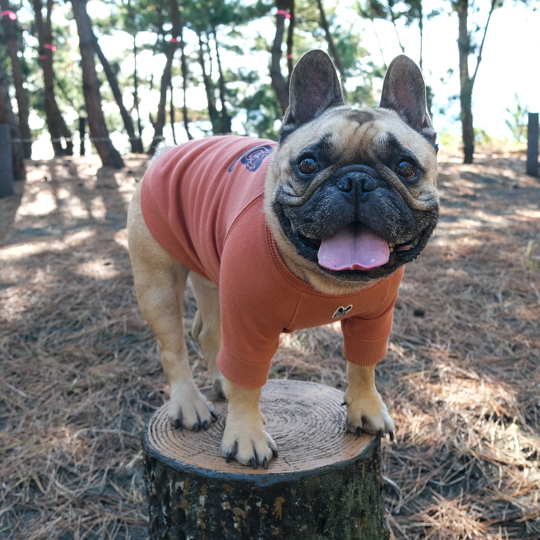 BLIMP SURF KNIT フレンチブルドッグ服 BLIMP