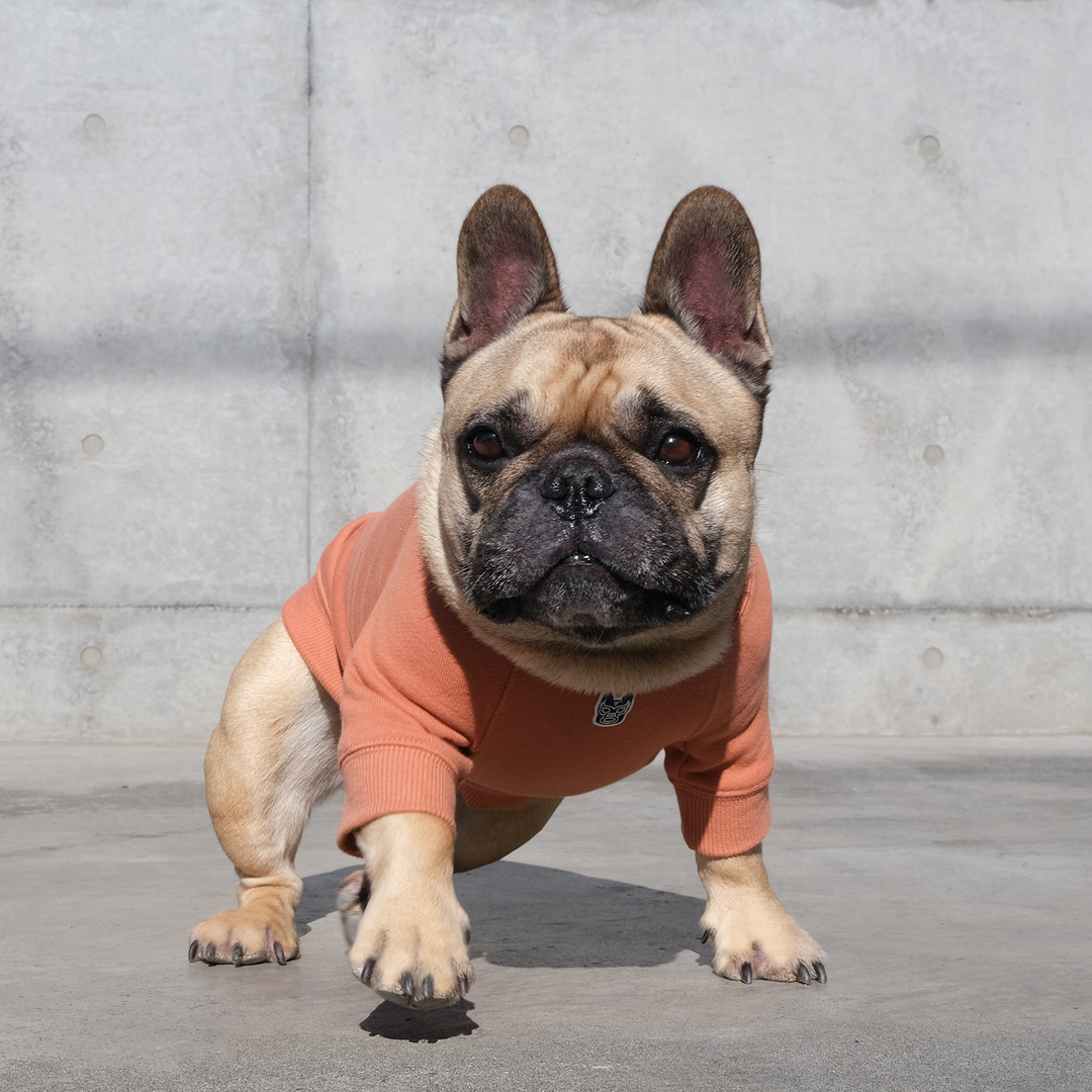 BLIMP SURF KNIT フレンチブルドッグ服 BLIMP